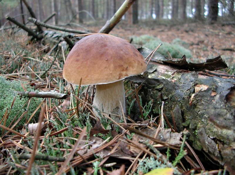 Wild mushroom by a log
