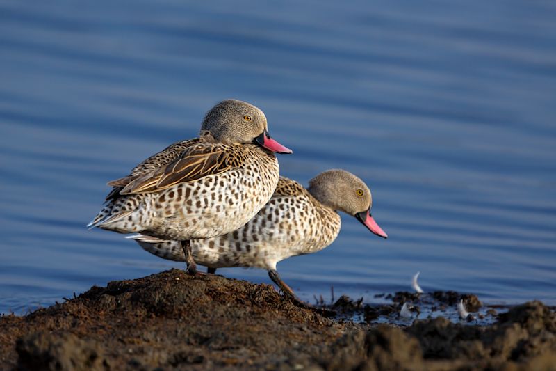 Two Cape teal ducks at Lake Ndutu in the Ngorongoro Conservation Area, Tanzania