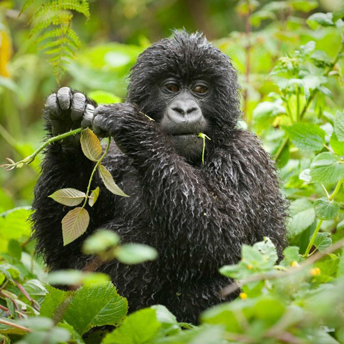 Gorillas seen while gorilla trekking in Uganda