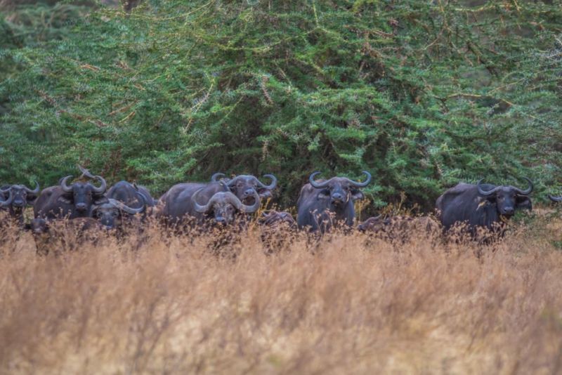 Buffaloes in Ngorongoro crater - 2020 adventure trip idea
