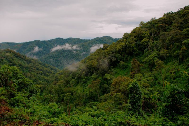 Bwindi Impenetrable National Park, Uganda