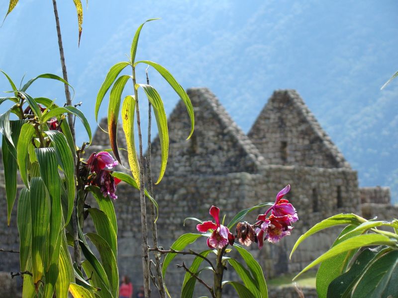 Pink flowers with ruins of Machu Picchu behind, Peru