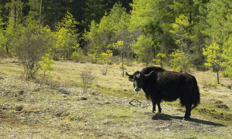 Wild yak in green pasture of Bhutan