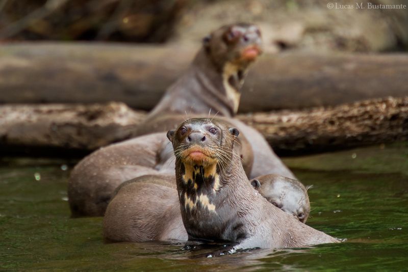 Giant otters in river in Peruvian rainforest