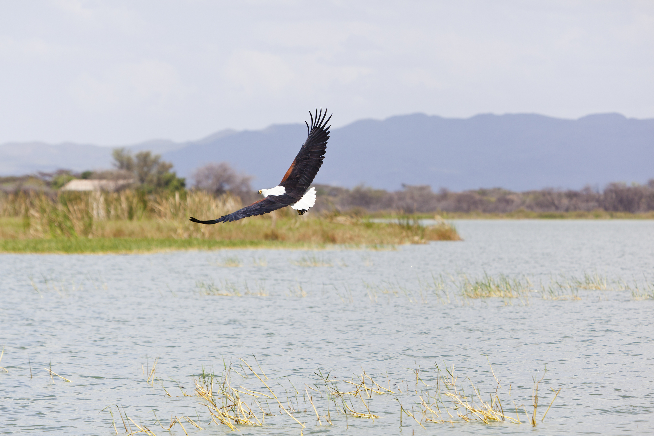 African Fish Eagle flying at Lake Baringo, Kenya