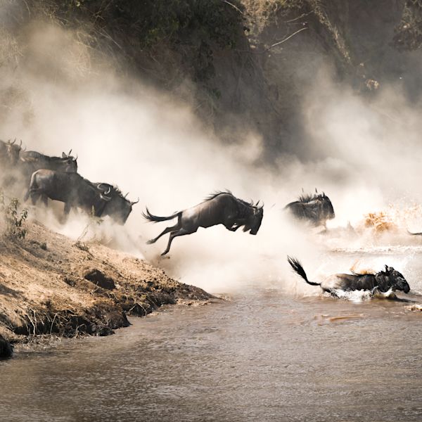 Safari Header