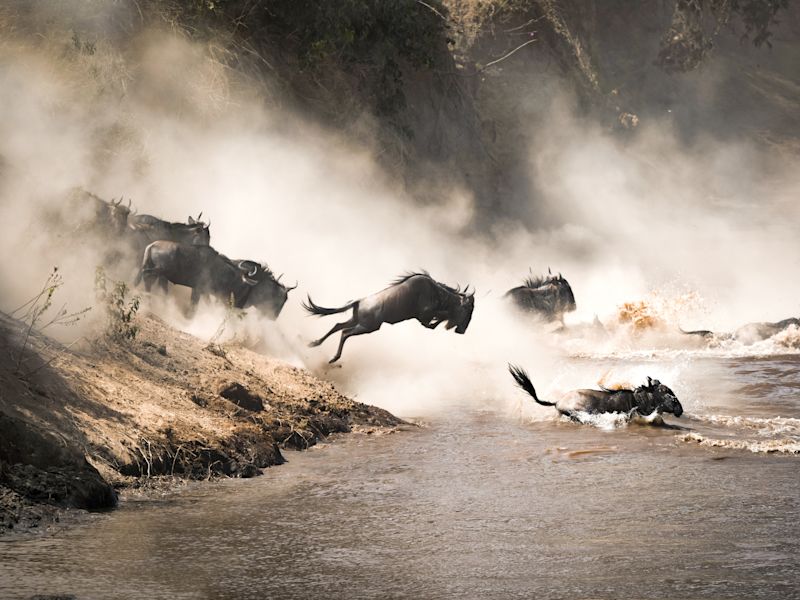 Safari Header