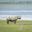 Rhino standing near water in Ngorongoro Crater, Tanzania safari