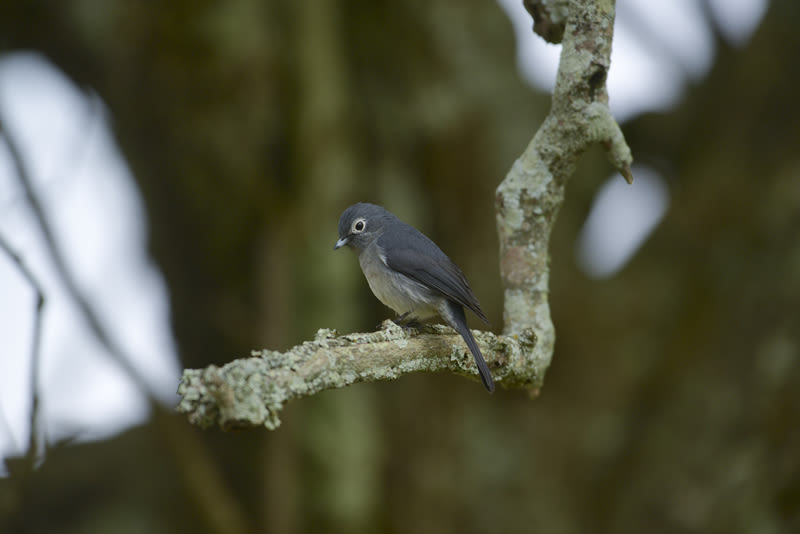 The white-eyed slaty flycatcher lives in the highlands of East Africa