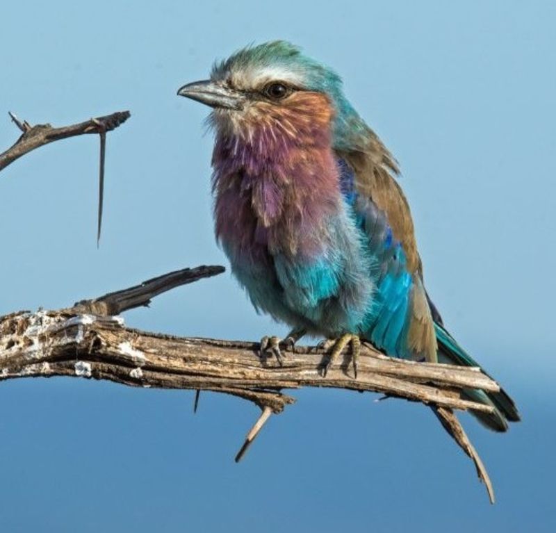 lilac-breasted roller bird African safari