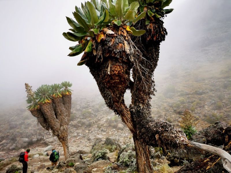 Giant groundsels on Kilimanjaro with trekkers and mist