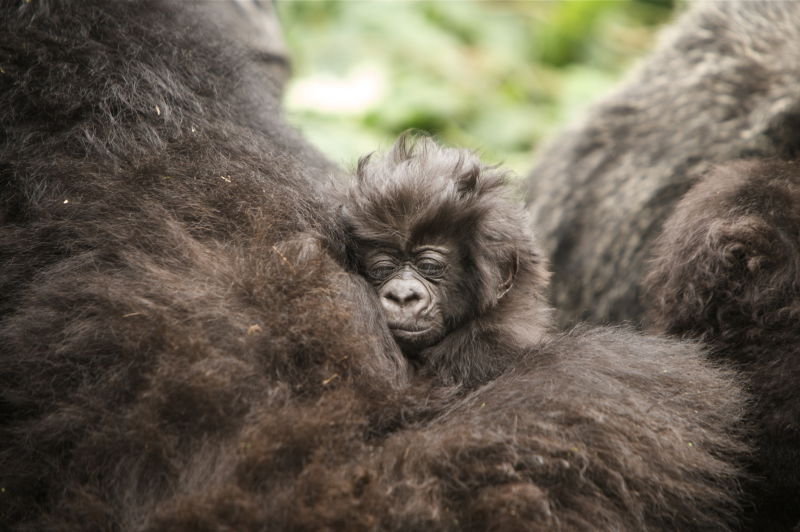 1 Month old Mountain Gorilla nestles in it s mother's arms. Virunga Mountains (Volcanoes NP), Rwanda