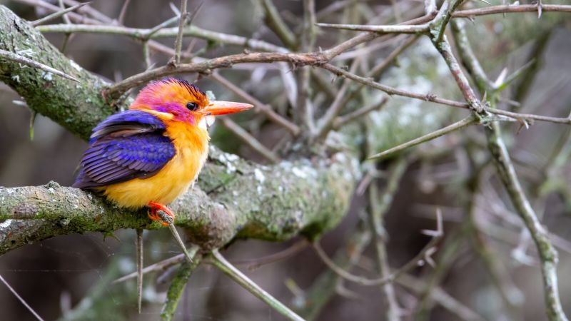 African pygmy kingfisher on a branch