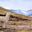 Alpaca at Vinicunca rainbow mountain in Peru