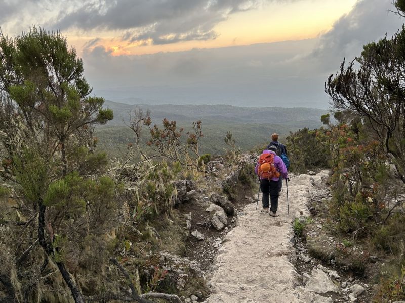 Mweka Route descent 1 January 2023 Kilimanjaro forest