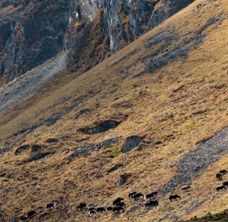Yak herd in high altitude summer camp along Jomolhari trek, Bhutan