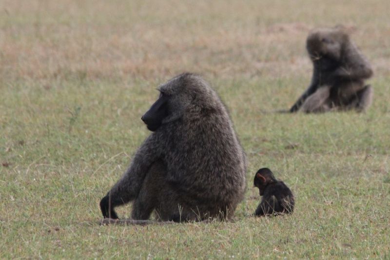 olive baboons sitting on grass, Uganda wildlife in pictures