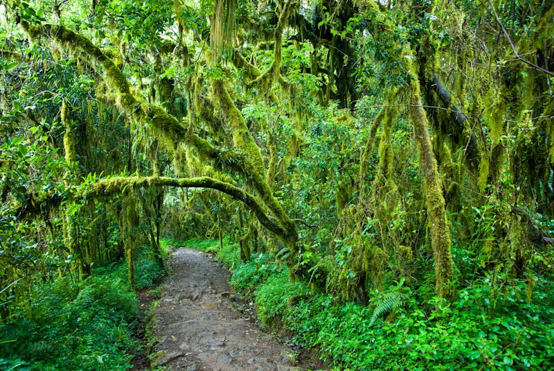 Forest trail through rainforest on Marangu route, Kilimanjaro