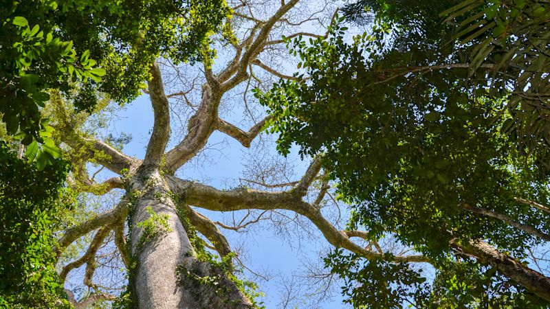 Giant Kapok tree in Tambopata Peru