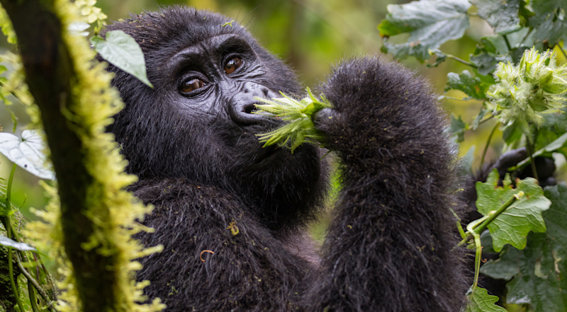 Close up of a mountain gorilla