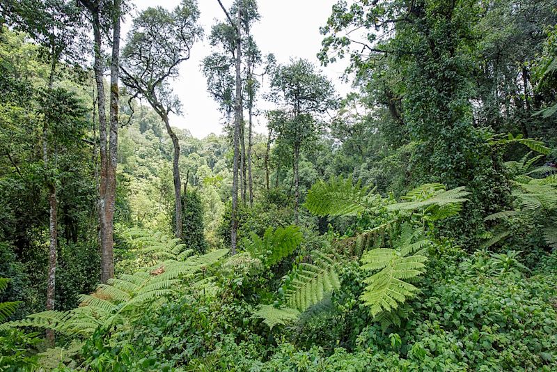 Forest Bwindi Impenetrable National Park
