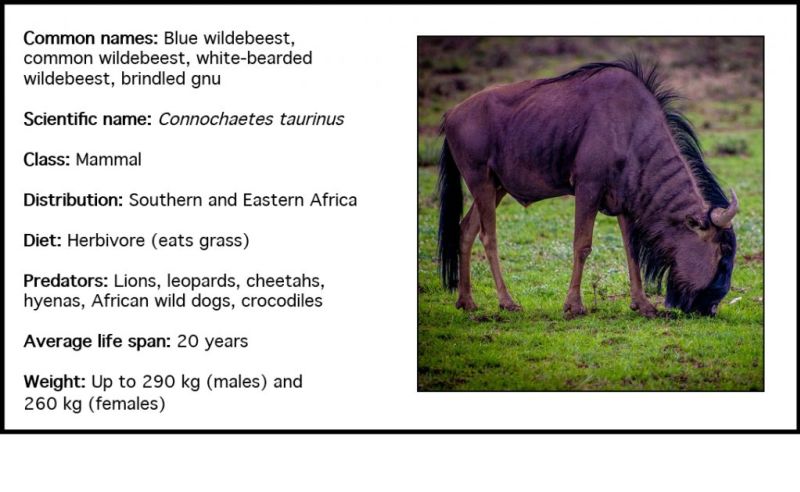 Blue_wildebeest_web9-1024x630.jpg