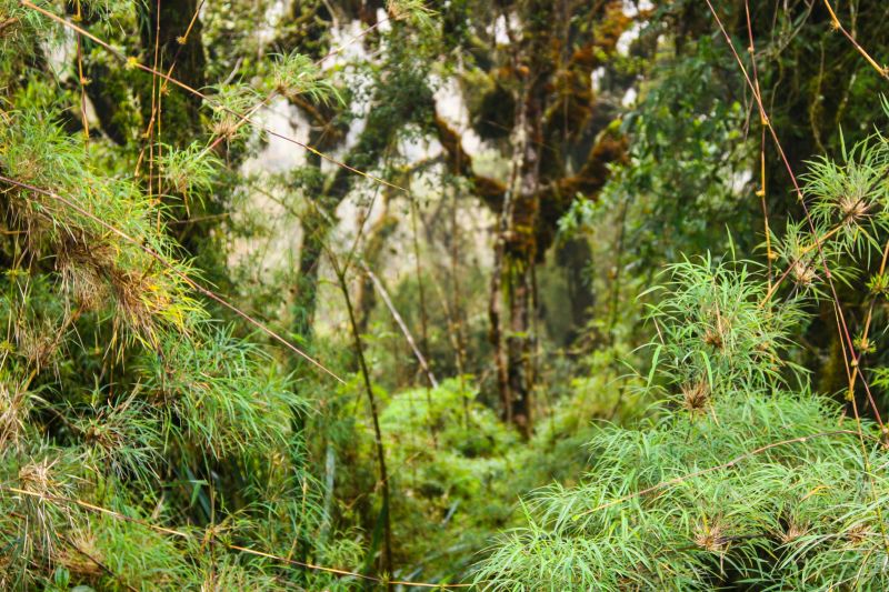 Overgrown and tangled forest vegetation on Inca Trail, Peru