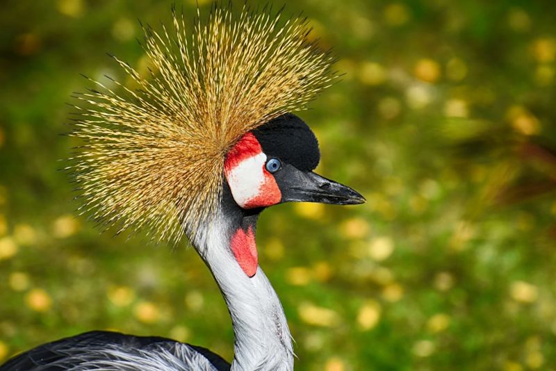 grey crowned crane, close up
