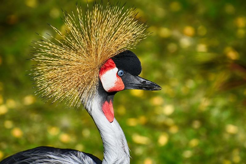 grey crowned crane, close up