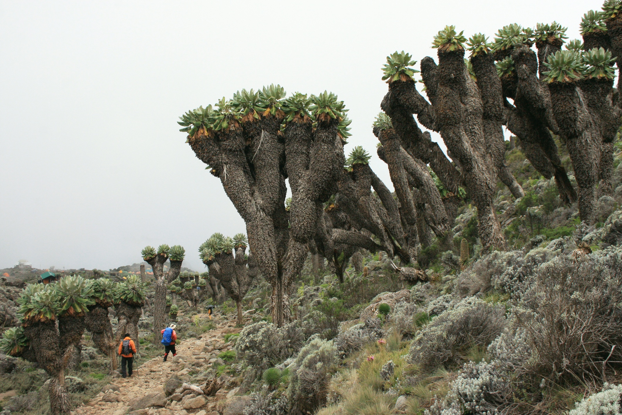 Giant groundsels in moorland of Kilimanjaro dwarfing trekkers