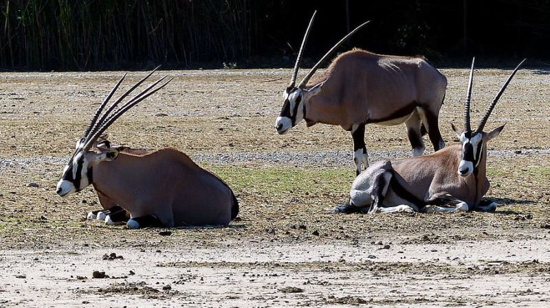 Oryxes Tarangire National Park