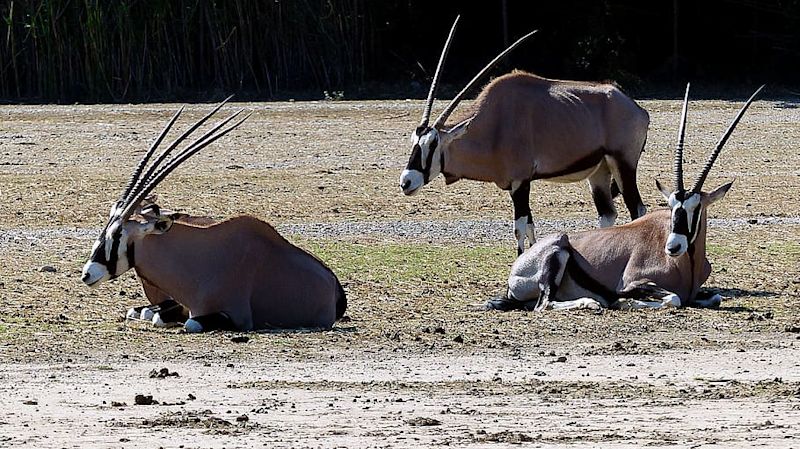 Oryxes Tarangire National Park