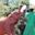 Sheldrick elephant orphanage employee bottle feeding elephant calf