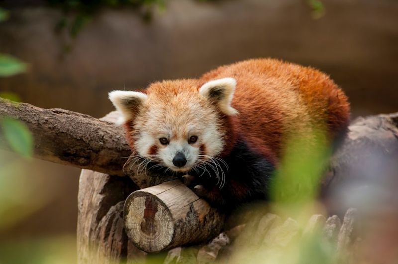 Red pandas