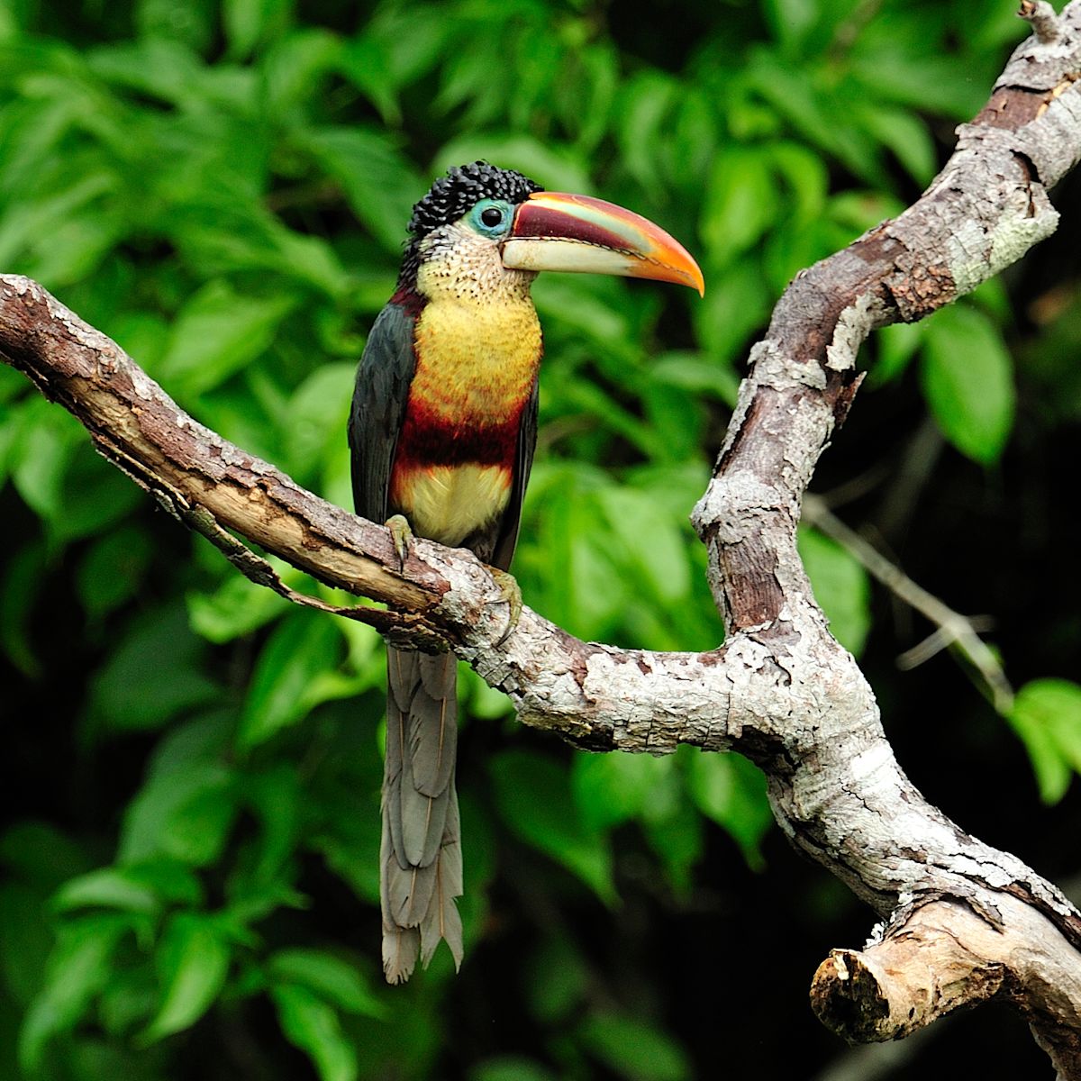 Crested Aracari II bird toucan Peruvian Amazon rainforest