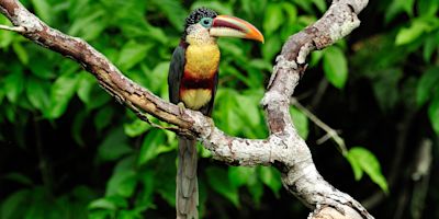 Crested Aracari II bird toucan Peruvian Amazon rainforest