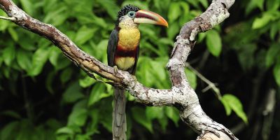 Crested Aracari II bird toucan Peruvian Amazon rainforest
