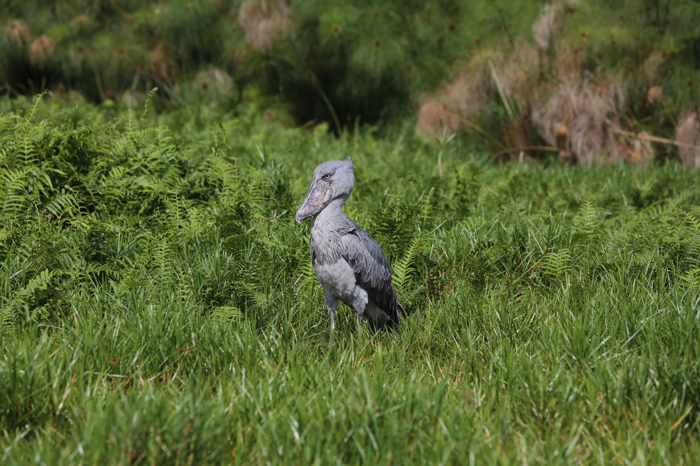 Rare shoebill stork (Balaeniceps rex) photographed in the wetlands of Lake Victoria, Uganda