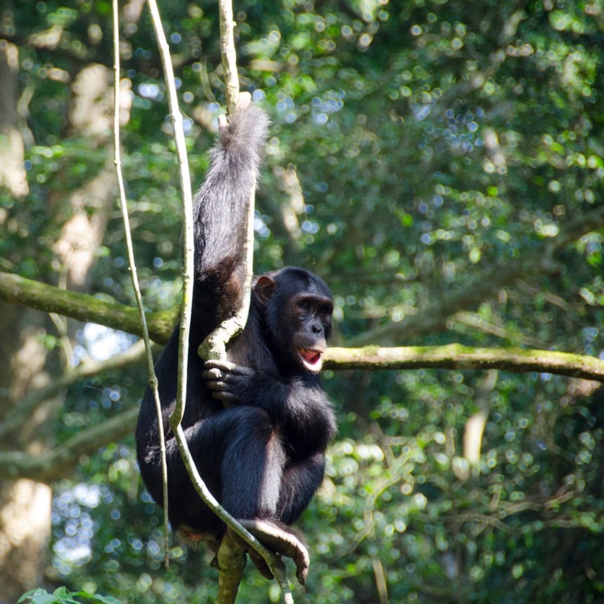 Chimpanzee in the Kyambura Gorge, Uganda