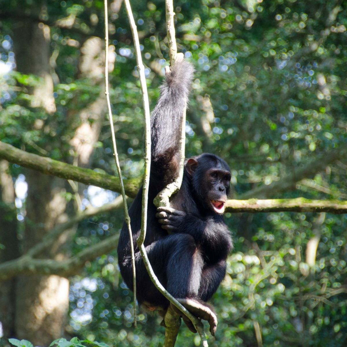 Chimpanzee in the Kyambura Gorge, Uganda 