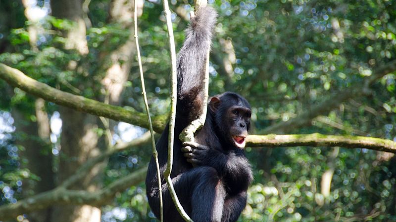 Chimpanzee in the Kyambura Gorge, Uganda