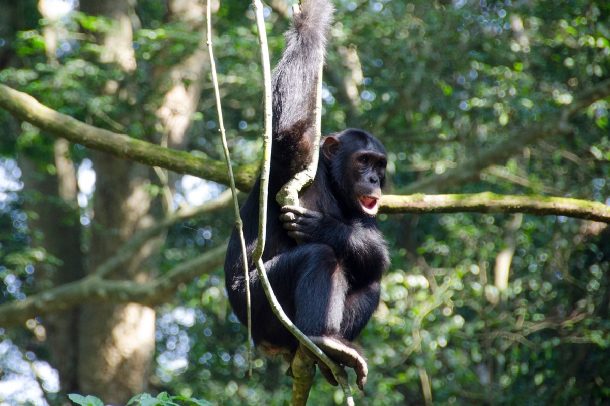 Where do chimps live? And where can I see them in the wild?