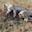 Three cheetahs resting on a dirt mound in the Maasai Mara grasslands of Kenya