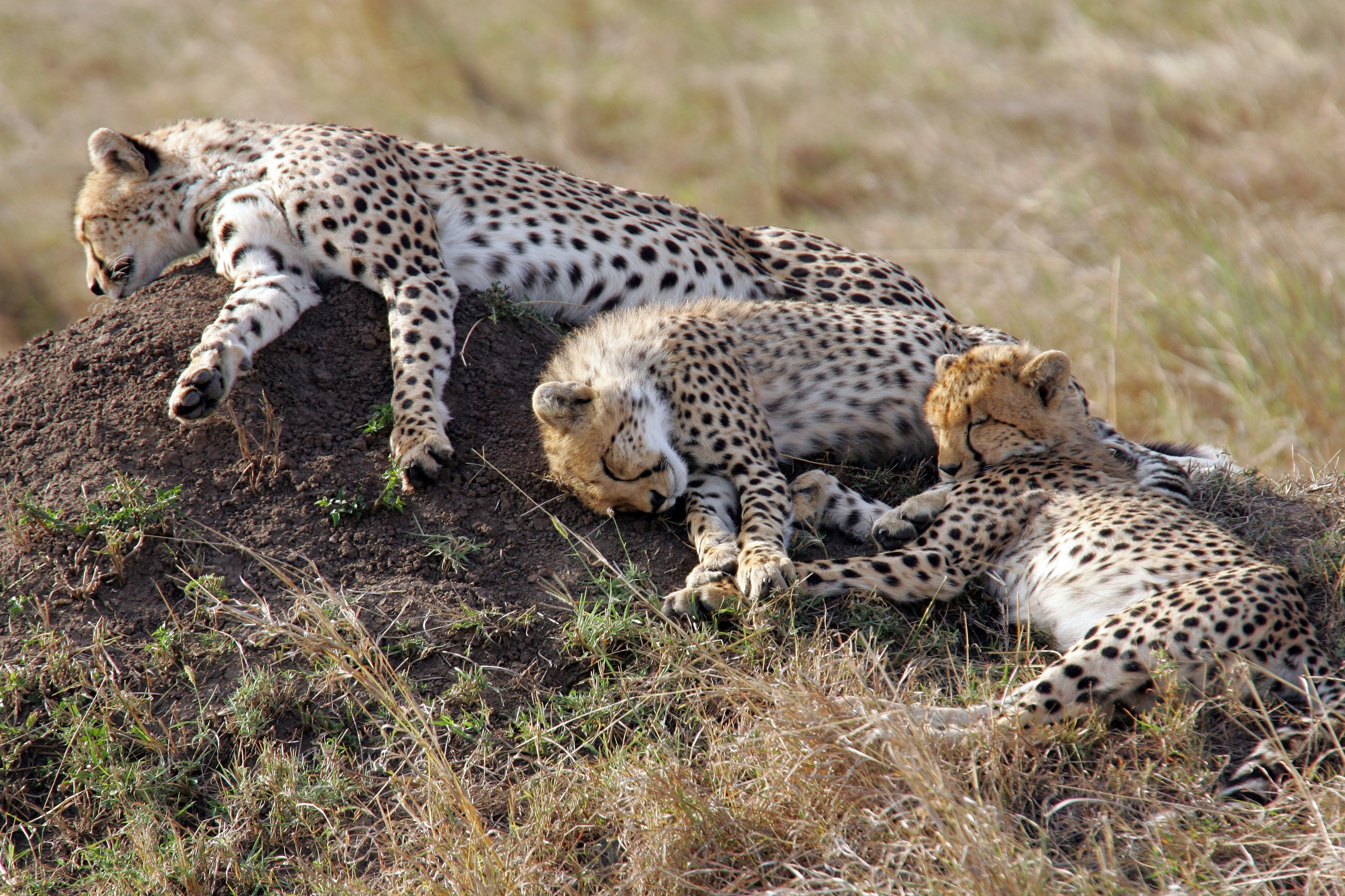 Three cheetahs resting on a dirt mound in the Maasai Mara grasslands of Kenya