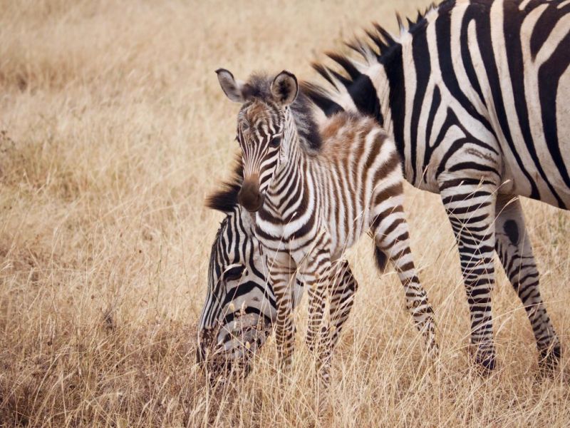 Zebras, mother and foal, Ngorongoro crater
