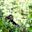 Chimpanzee on the branch of the tree in natural habitat, Rwanda