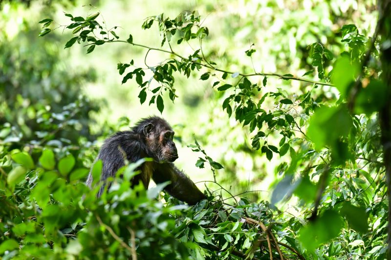 Chimpanzee on the branch of the tree in natural habitat, Rwanda