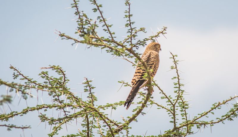 Greater kestrel in Serengeti National Park