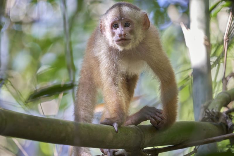 White capuchin monkey - a shock-headed capuchin on a branch