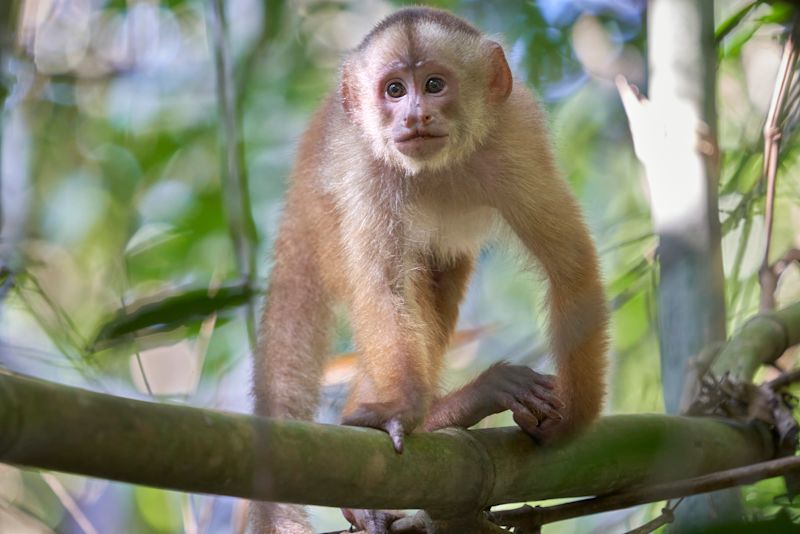 White capuchin monkey - a shock-headed capuchin on a branch